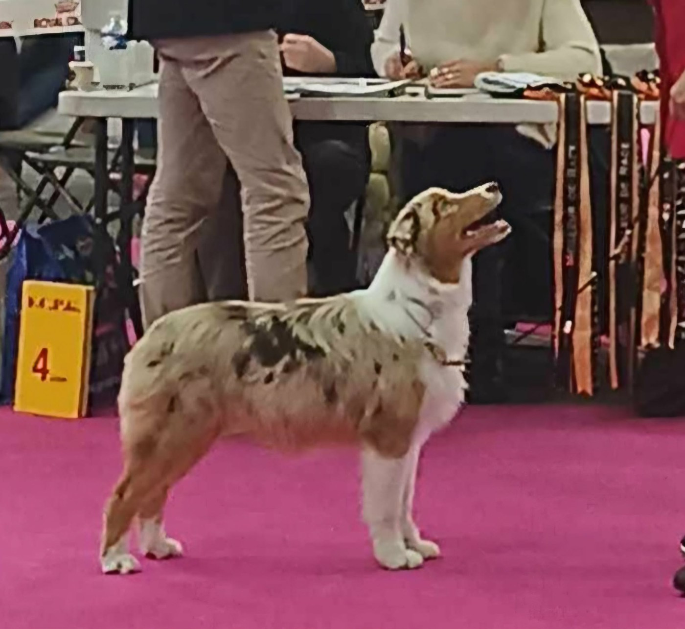 US NAVY BOMBE SWEET du Chemin de la Lune aux Reves