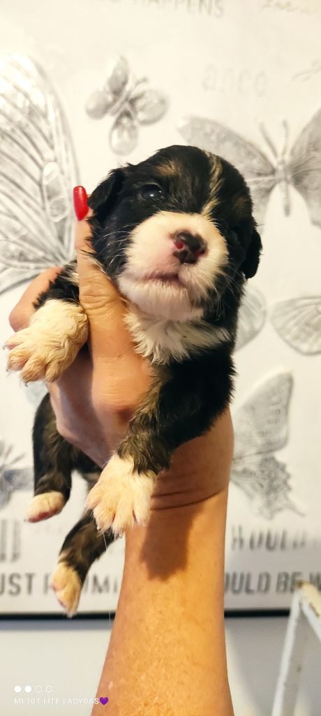 Des Bergers De L'escale - Chiots disponibles - Berger Australien