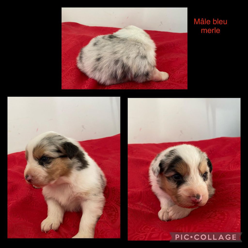 Des Bergers De L'escale - Chiots disponibles - Berger Australien