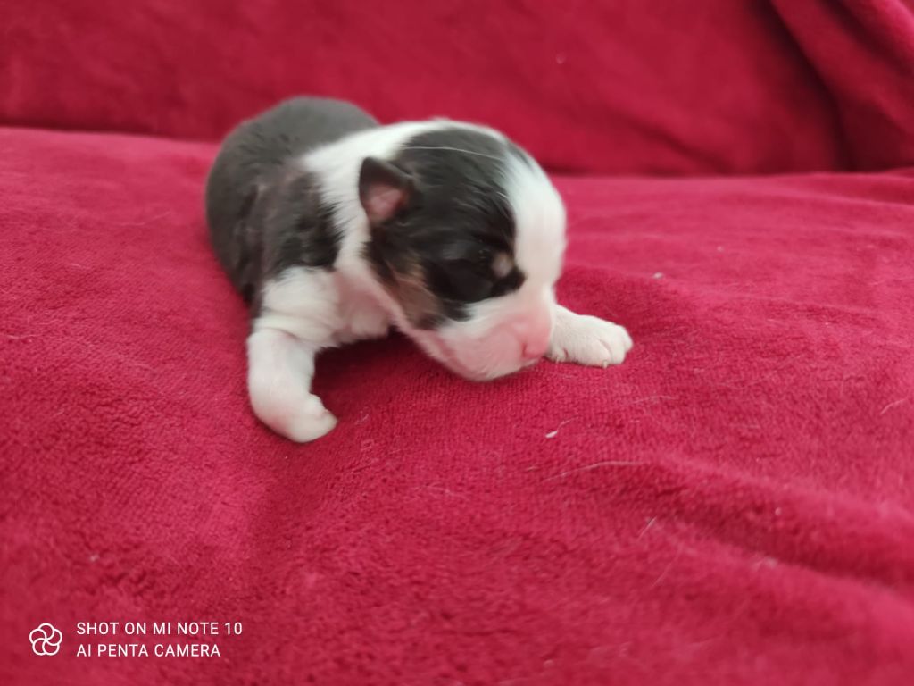 Des Bergers De L'escale - Chiots disponibles - Berger Australien